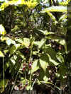 u23f08.jpg (55103 byte)