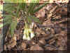 u54f04.jpg (42684 byte)