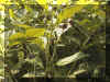 u63f16.jpg (46345 byte)