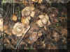 u69f03.jpg (44103 byte)