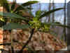 u094f14.jpg (25406 byte)